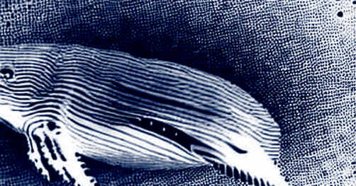 The $23 Million Fragility: Decoding the Solana Whale's 20x Leverage Trap The $23 Million Fragility: Decoding the Solana Whale's 20x Leverage Trap